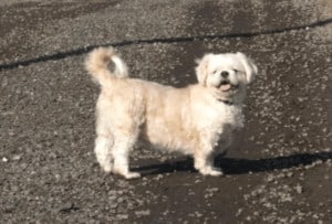 Alpha Shih Tzu