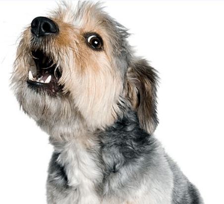 How To Stop Your Shih Tzu From Barking