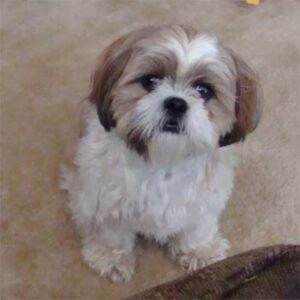 Shih Tzu Quiet
