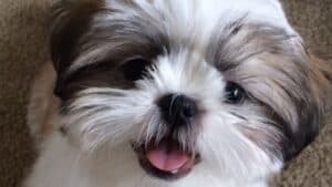 Shih Tzu Speak