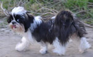 Shih Tzu exercise