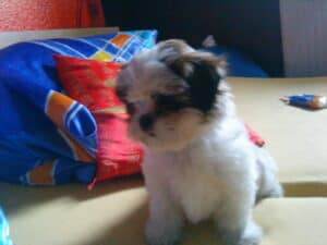 Shih Tzu right space