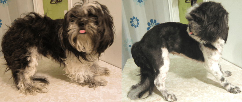 How To Shave Your Shih Tzu On Your Own