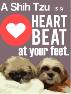 Shih Tzu heartbeat at your feet