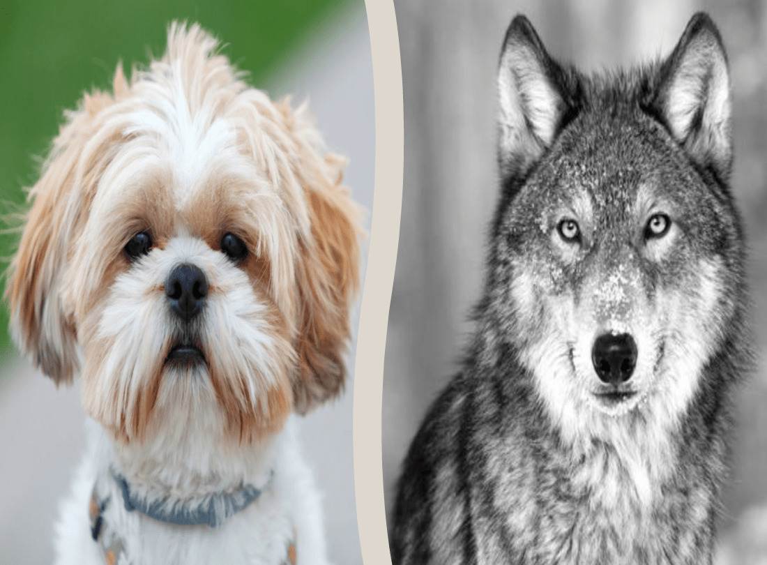 Meet The Purebred Shih Tzu