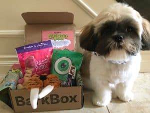 Shih Tzu BarkBox 2