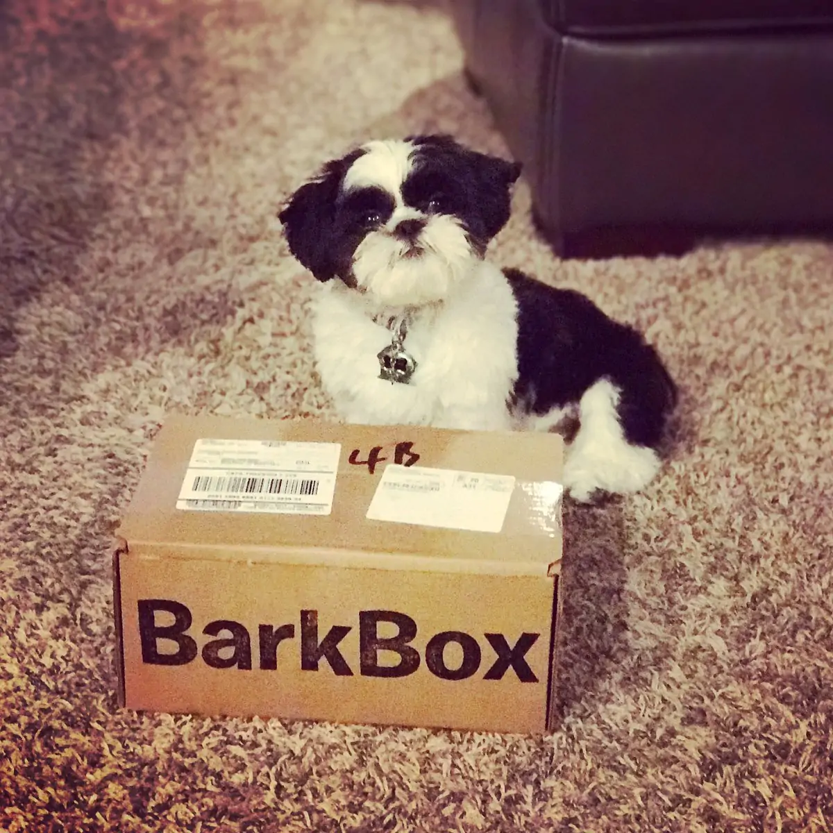 Shih Tzu BarkBox 9