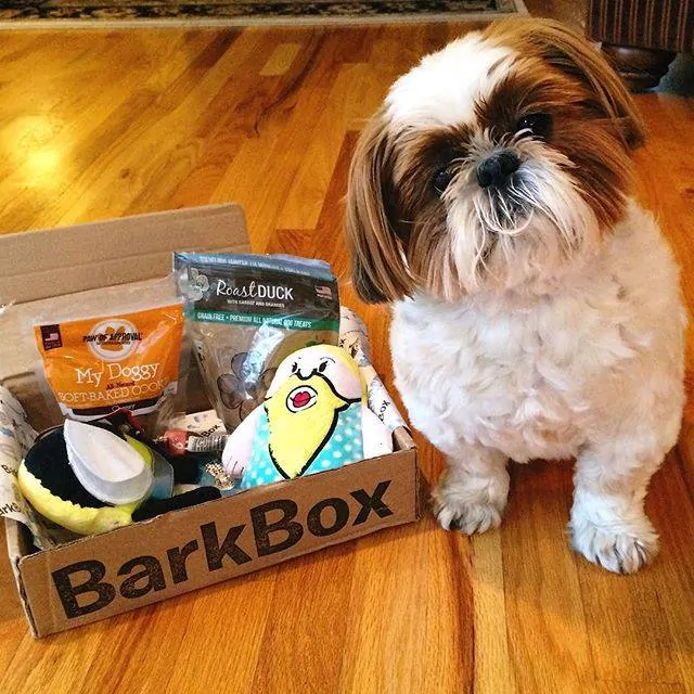 Shih Tzu BarkBox 5