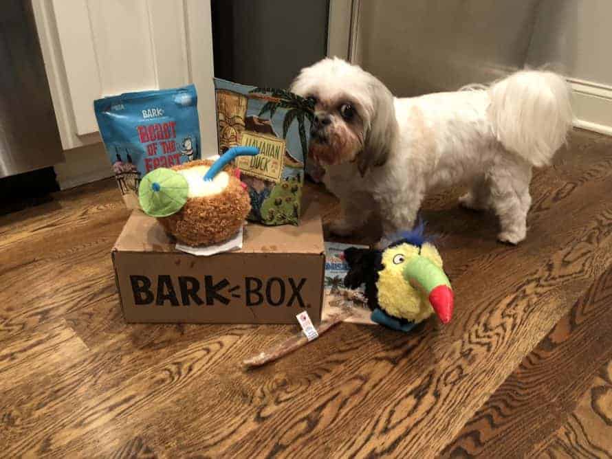 Shih Tzu BarkBox 7