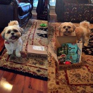 Shih Tzu BarkBox 8