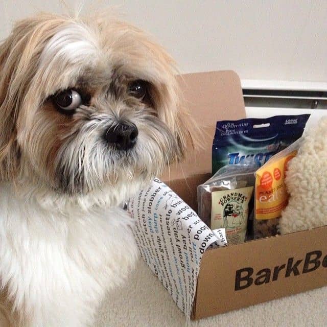 Shih Tzu BarkBox 6