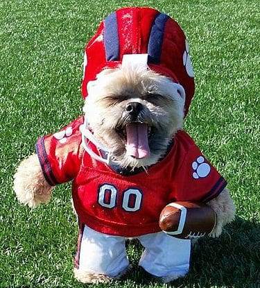 Shih Tzu Costumes