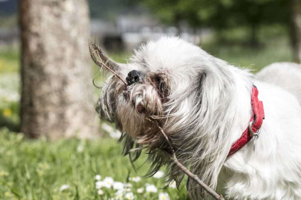 Shih Tzu needs roughage