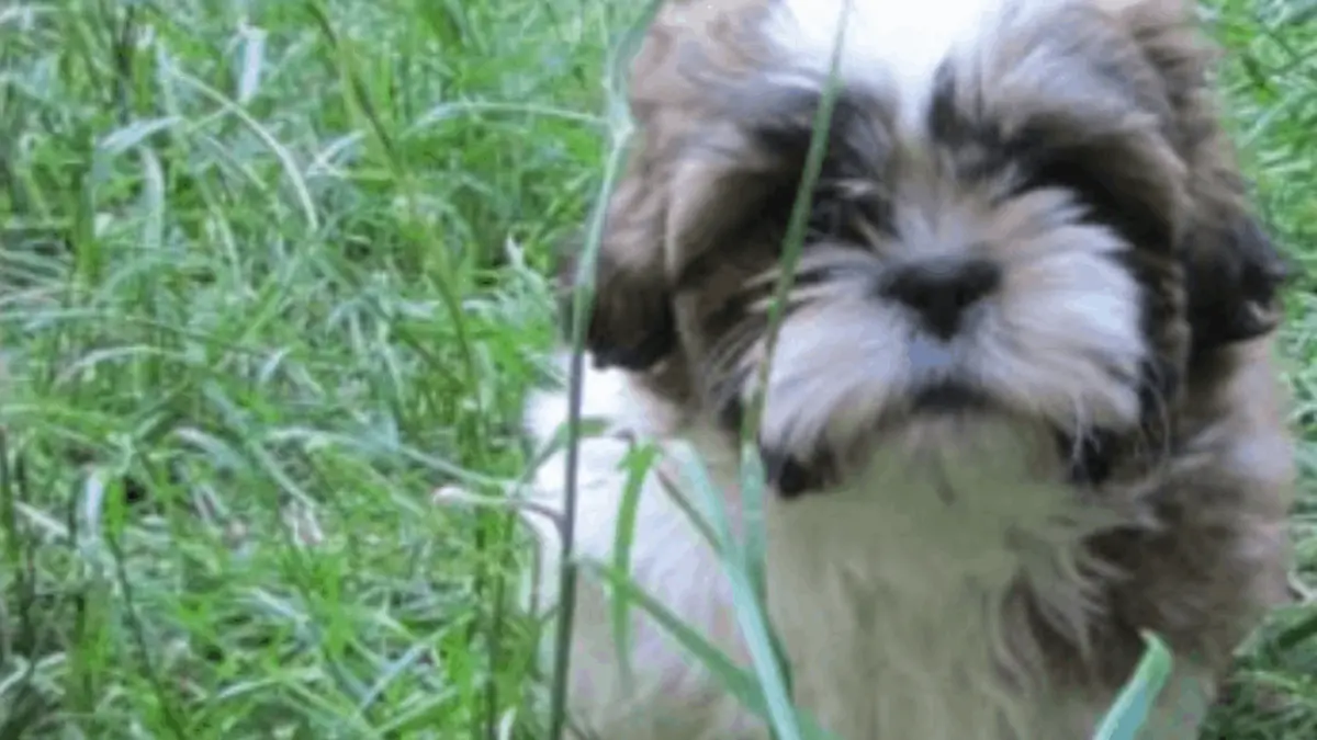 Why Does My Shih Tzu Eat Grass