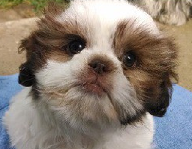 Shih Tzu and Kids. Are Shih Tzus and Toddlers a Good Combination?