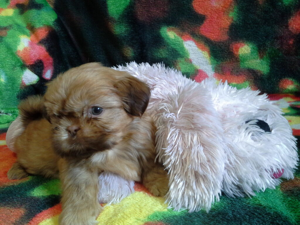 Shih Tzus and Toddlers During Nap Time